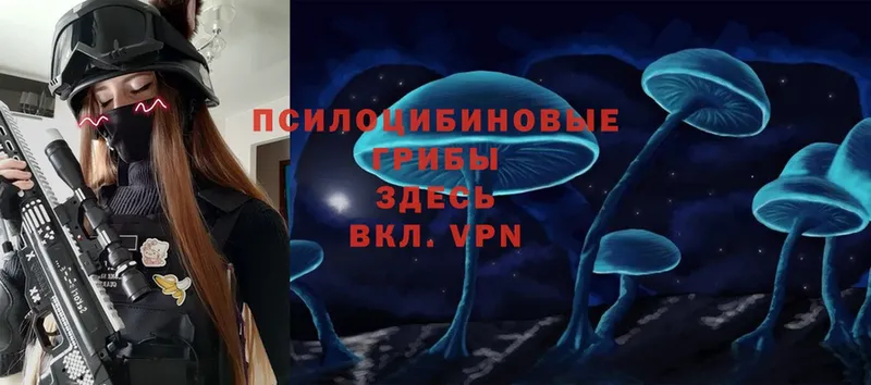 darknet формула  Курган  Псилоцибиновые грибы Psilocybe 